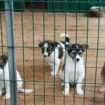 Более 100 собак из брянского приюта для бездомных животных обрели хозяев