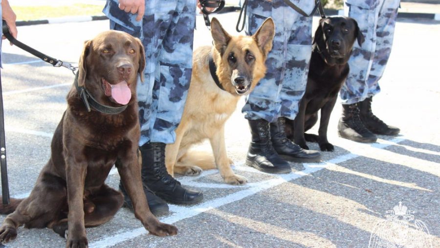Брянским росгвардейцам собаки помогли найти 128 взрывоопасных предметов