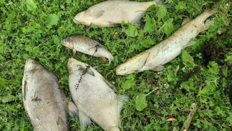 В озере села Страшевичи Брянской области произошла массовая гибель рыбы