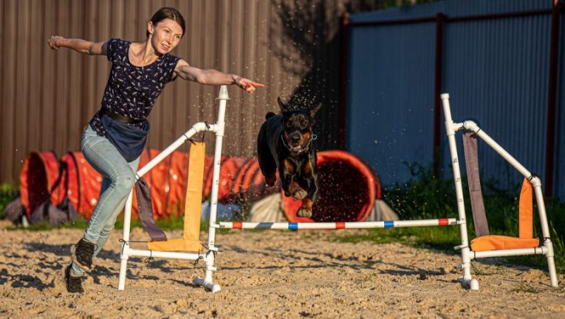 В Брянске прошли аджилити – зрелищные соревнования собака и их владельцев
