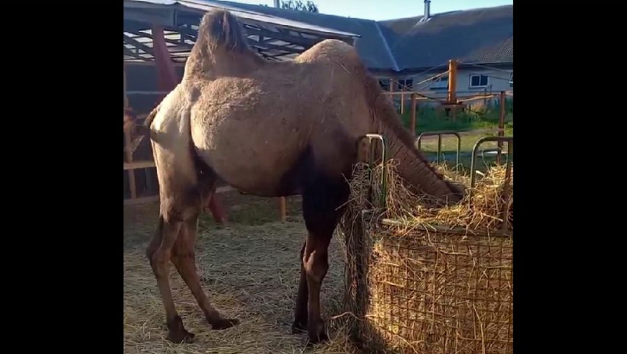 На Локотском конезаводе сняли видео о «страусиных» привычках верблюда Саши