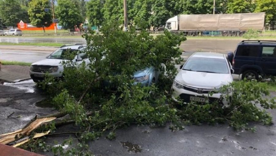 В Фокинском районе Брянска из-за урагана ветка дерева рухнула на автомобили