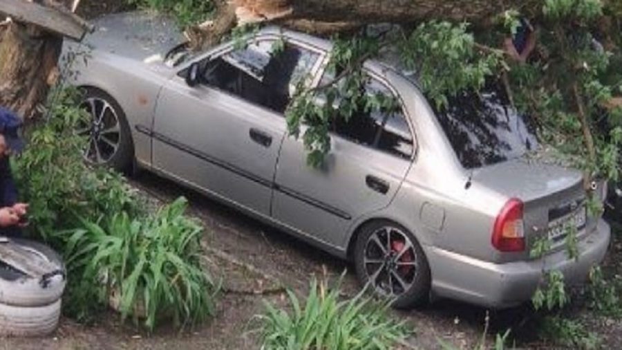 В Фокинском районе Брянска из-за урагана дерево рухнуло на автомобили