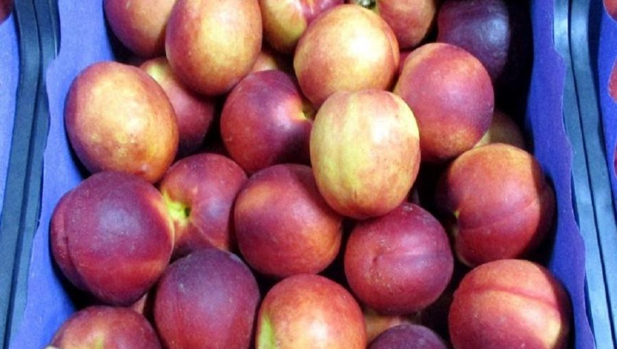 Из Брянской области вернули в Турцию 60 тонн заражённых персиков и яблок