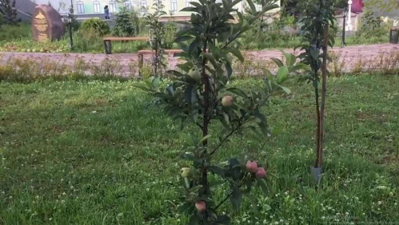 В центре Брянска в Саду Победы появились первые яблоки