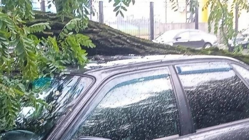 В Бежицком районе Брянска дерево упало на припаркованный автомобиль