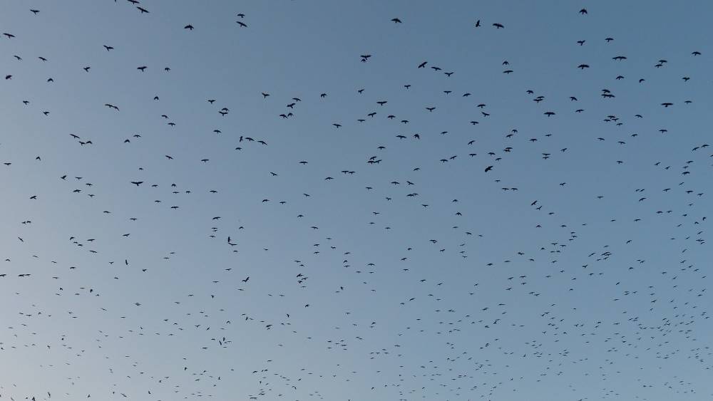 В Брянске над ТРЦ «Аэропарк» заметили огромную стаю птиц