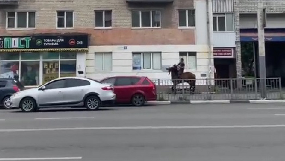 Брянцев удивил проскакавший по тротуару на улице Ульянова всадник на коне