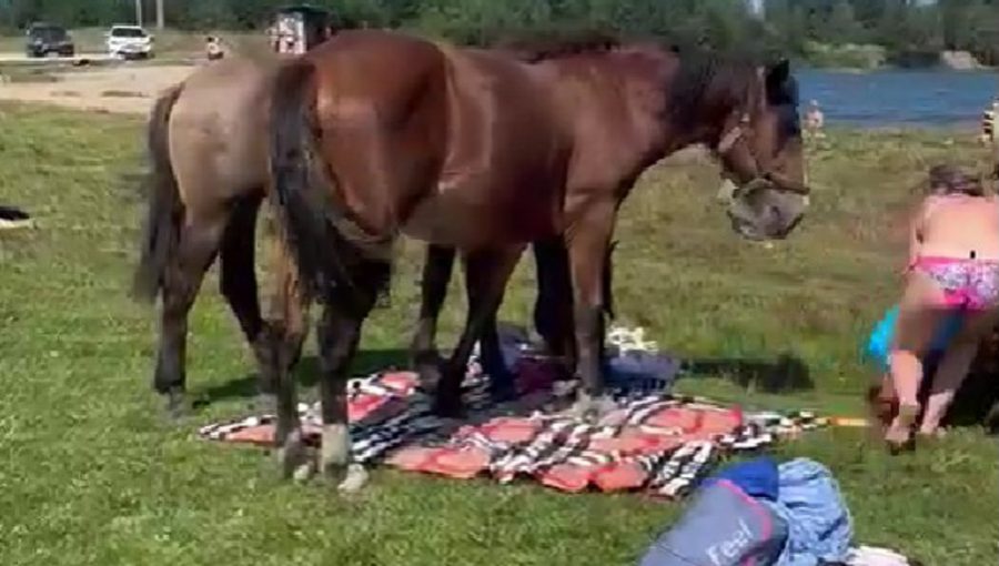 В Брянске на озере Керамзитном сняли видео «нападения» на пляжниц лошадей