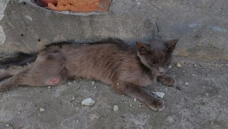 Жителей Клинцов поссорила подброшенная к ветлечебнице покалеченная кошка
