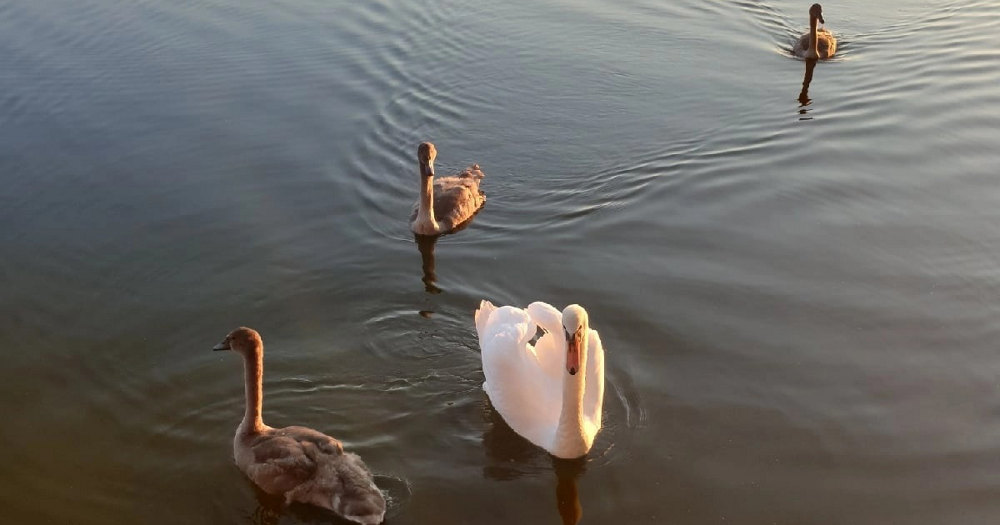 На Пильненском озере в Дятькове обосновалось семейство прекрасных лебедей