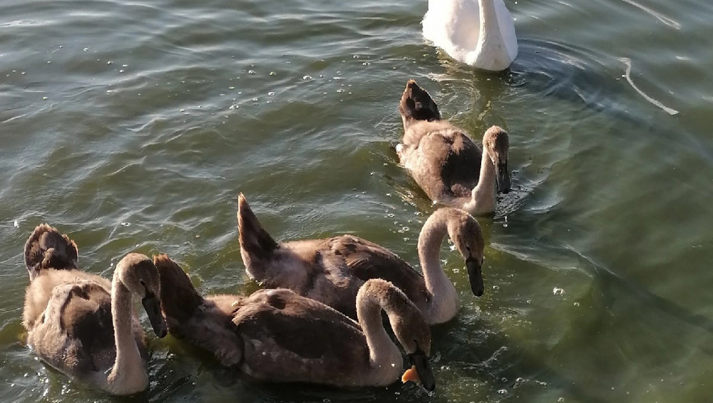 На Пильненском озере в Дятькове обосновалось семейство прекрасных лебедей