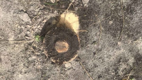 В Локте во дворе частного дома была найдена немецкая противопехотная мина
