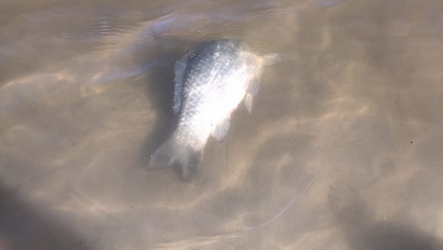 В Мглине произошла массовая гибель рыбы в озере