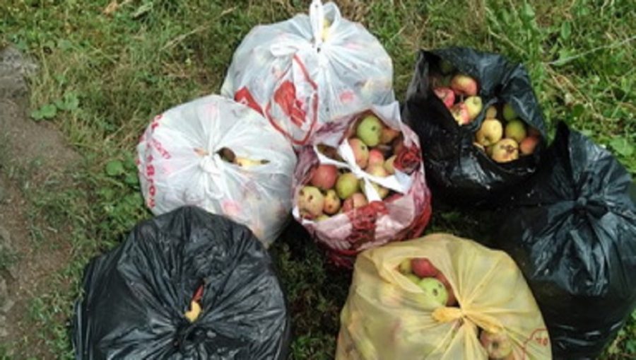 В Брянске мусорщики призвали не выбрасывать мешки с яблоками на площадки