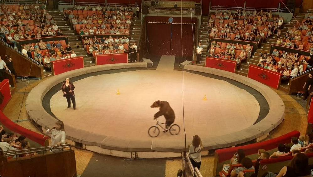 В Брянске состоялось цирковое представление для 2000 детей, попавших в трудную жизненную ситуацию