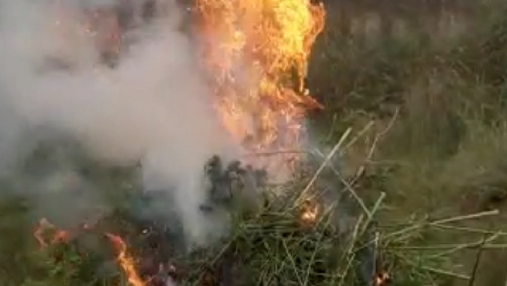 В Брянской области полиция уничтожила 33 очага мака и конопли
