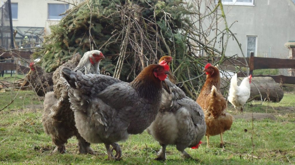 Брянский областной суд запретил местному жителю разводить домашнюю птицу