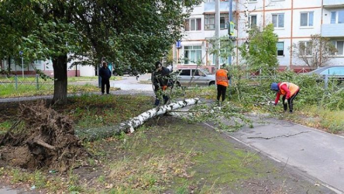 В Брянске упавшие из-за ветра деревья повредили два автомобиля