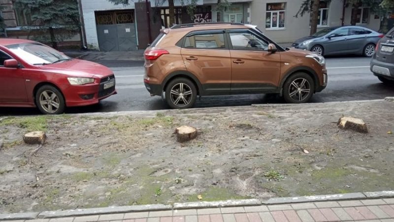 В Брянске возле городской поликлиники №4 вырубили голубые ели