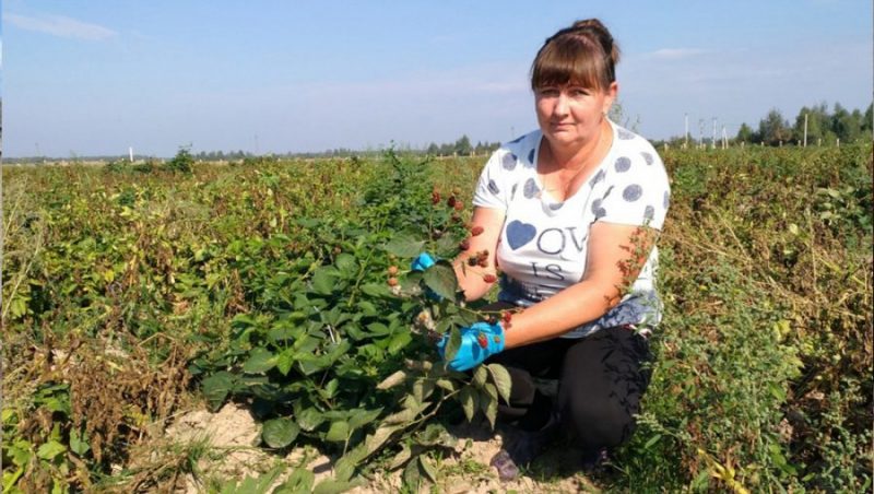 Жительница Брянской области получила грант на выращивание ежевики