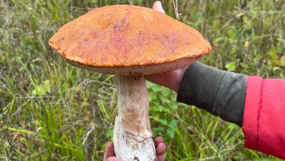 Брянцы показали найденные в лесу грибы-красавцы