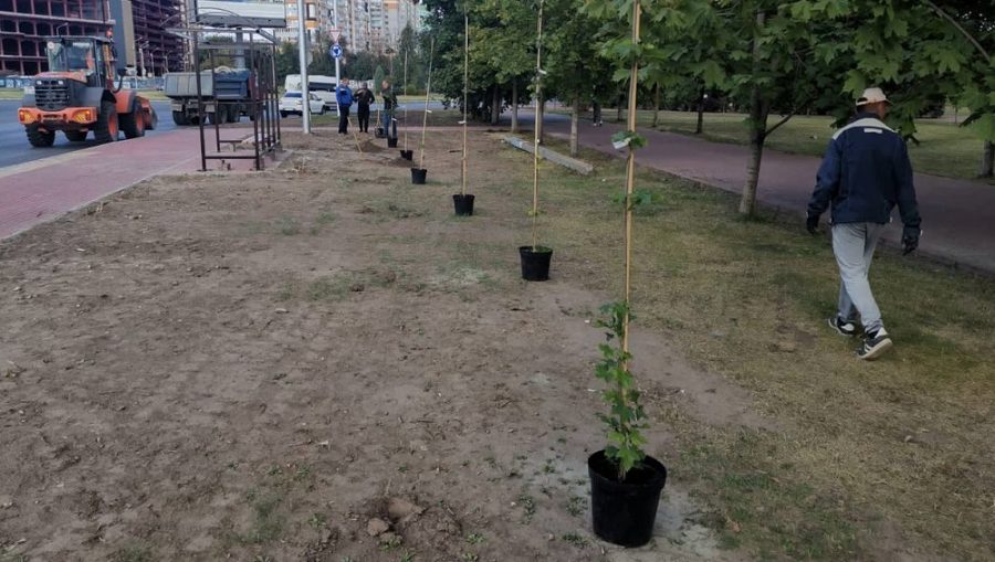 В Брянске на улице Крахмалёва на месте спиленных деревьев высадили 7 клёнов