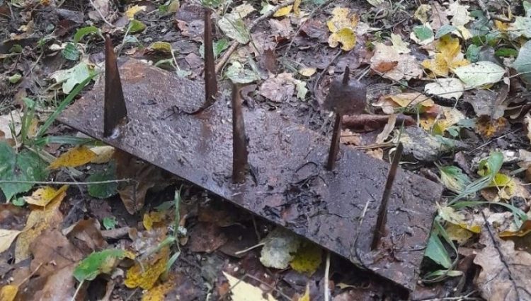 В брянском лесу грибник угодил в опасную ловушку и поранил ногу