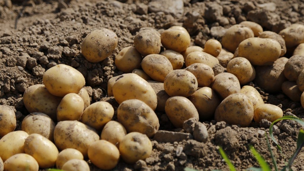 В Брянской области на 3,5 процента увеличились посевные площади картофеля
