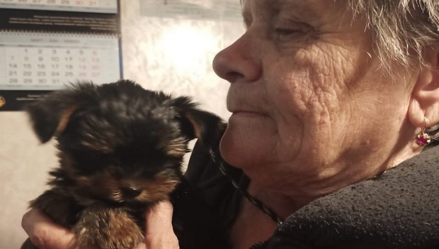В брянском поселке хозяйке растерзанного псом терьера подарили щенка
