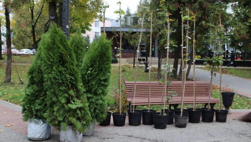 В Брянске в Круглом сквере вместо 14 спиленных деревьев посадили 15 новых