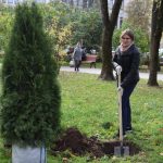 В Брянске в Круглом сквере на месте 14 вырубленных деревьев появились 15 новых