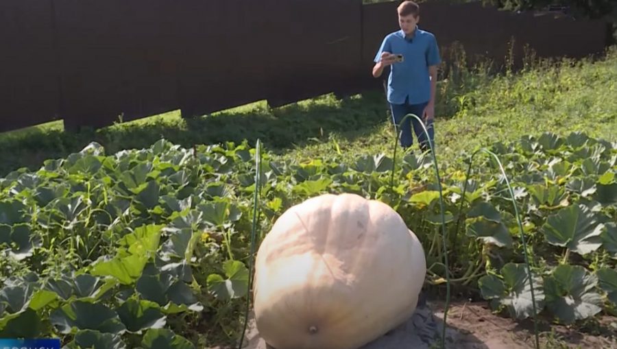 Брянский школьник Дмитрий Гуз вырастил гигантскую тыкву весом в 300 килограммов