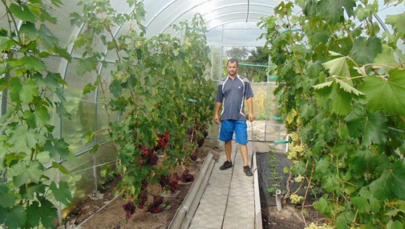 Благодаря соцконтракту житель Климовского района построил теплицу для винограда
