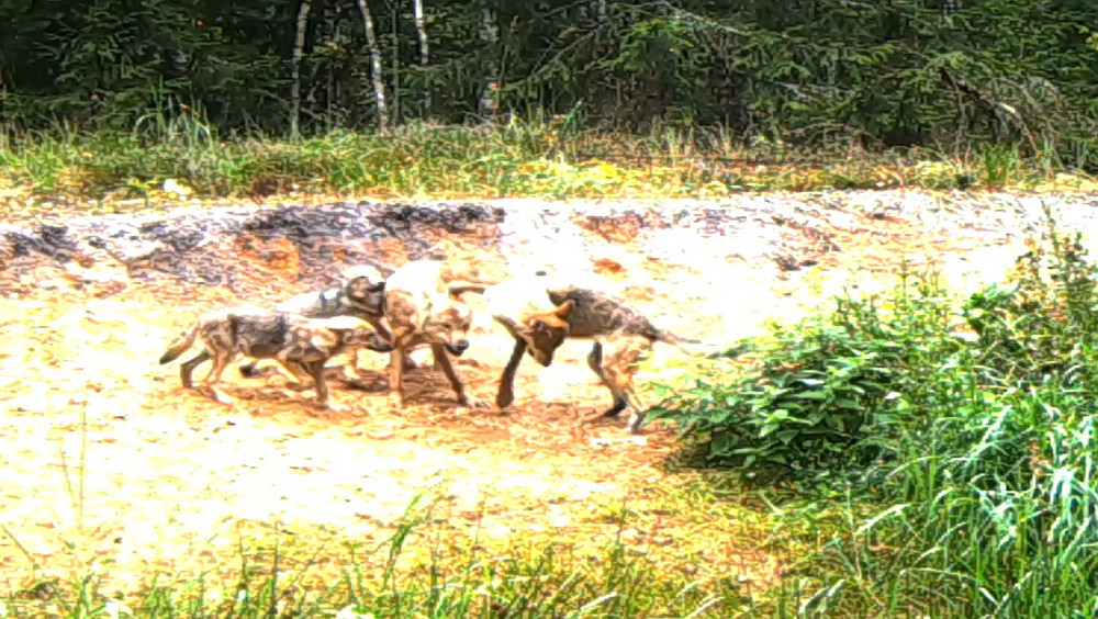 В заповеднике «Брянский лес» на видео попали резвящиеся волчата