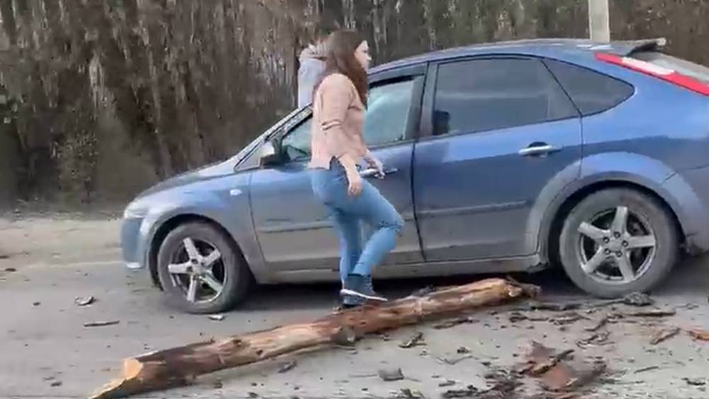 В Брянске на улице Снежетьский вал гнилое дерево рухнуло на проезжавший автомобиль