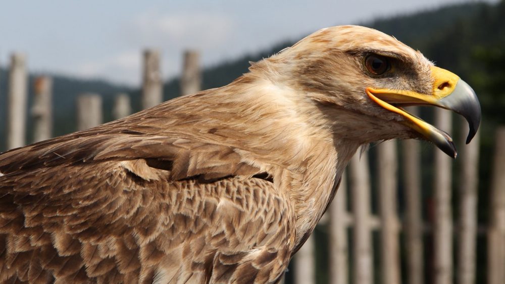«Мегафон» поможет в изучении миграции степных орлов