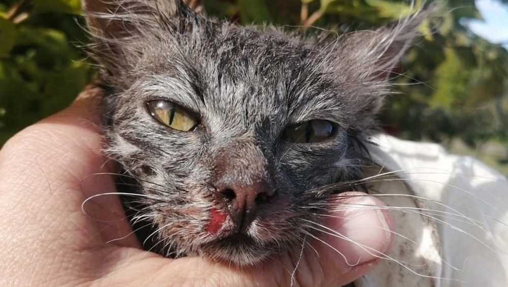 Жительница Брянска спасла котенка, которого топили цыганские дети