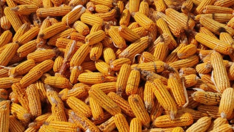 В Брянской области селянин украл с поля 9 мешков с 1709 початками кукурузы