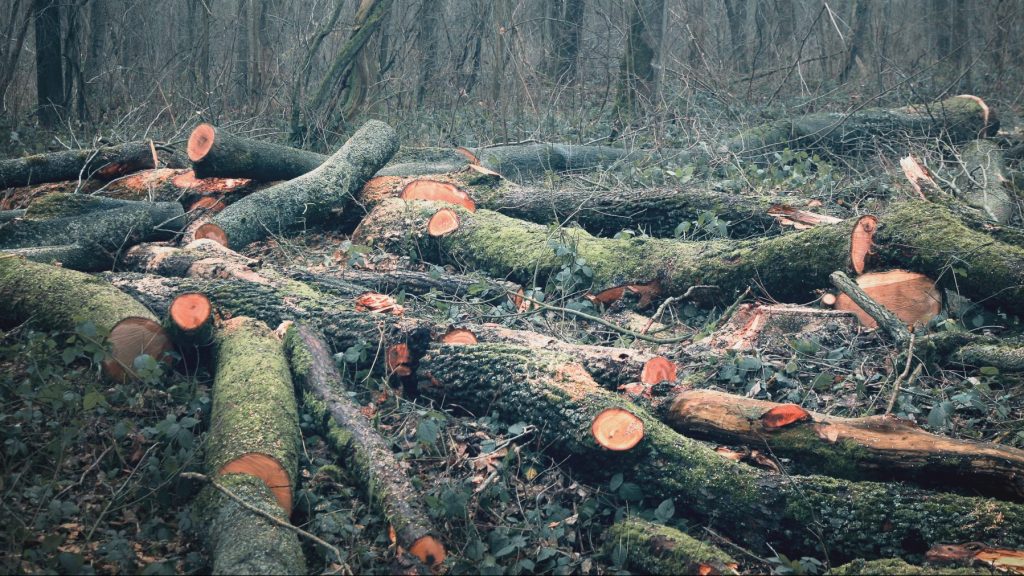 В Брянской области в 2023 году выявили 49 экологических преступлений