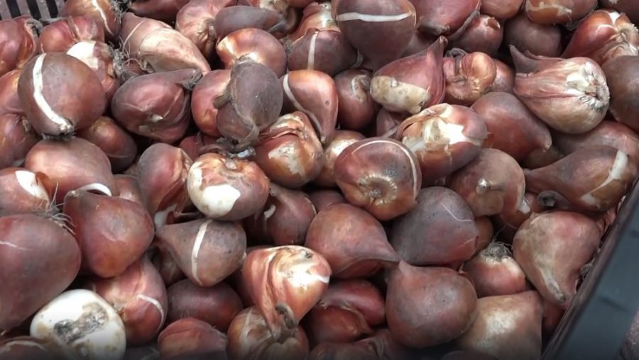 В теплицах «Зелёного хозяйства» Брянска высадили луковицы 27 тысяч тюльпанов