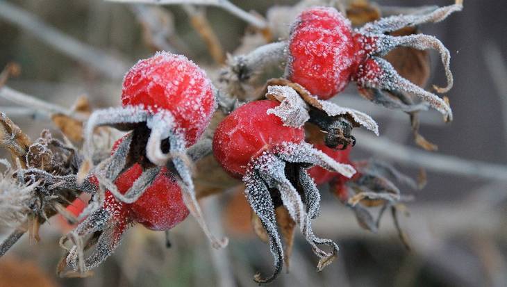 Жителей Брянской области предупредили о заморозках 12 октября