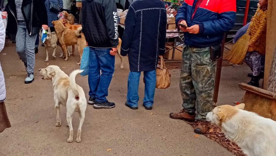 Брянцев удивила стая собак в людской толпе на рынке в Клинцах