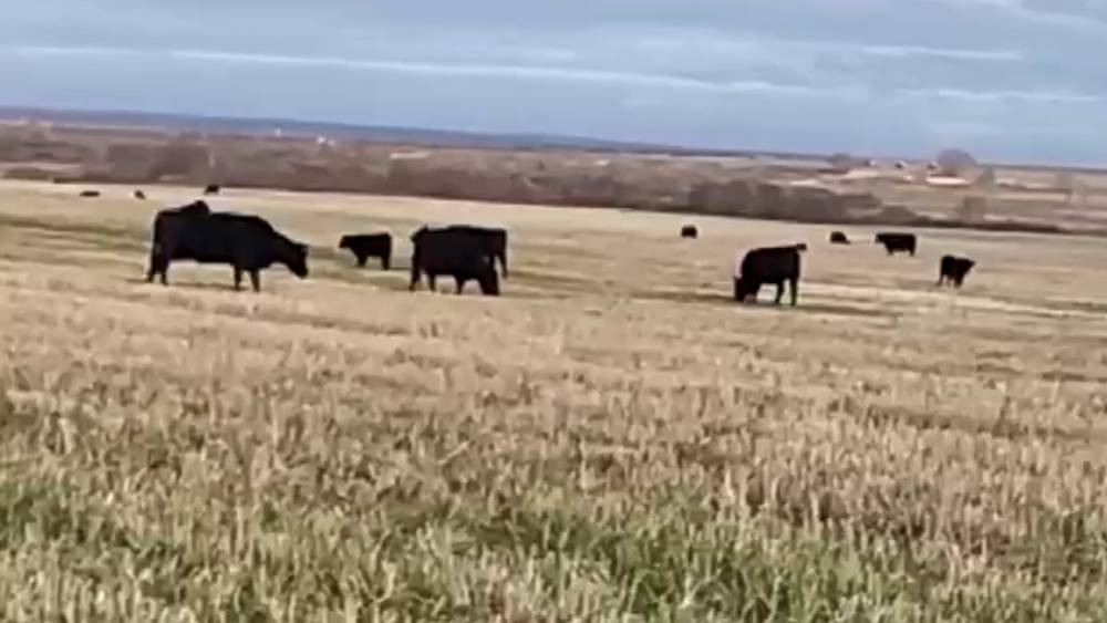 В Брасовском районе стадо рогатого скота уничтожило 173 гектара подсолнечника