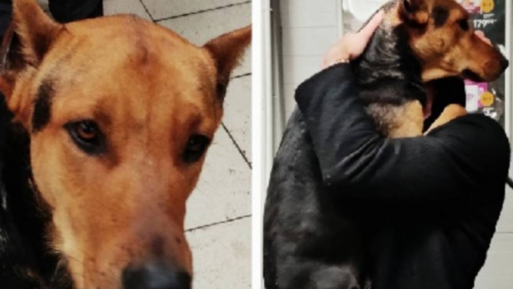 Журналисты помогли найти курскому участнику военной  спецоперации потерявшегося пса