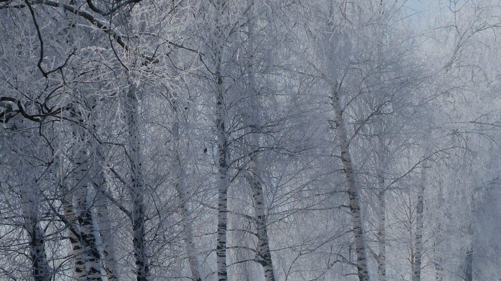На Брянск 2 февраля обрушился сильный снегопад