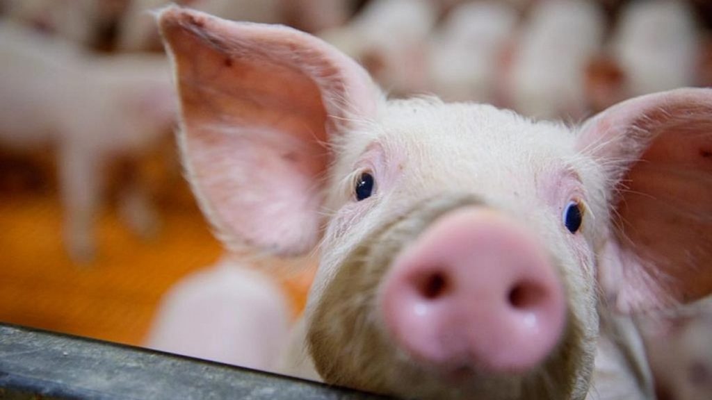 «Мираторг» локализовал селекционно-генетическую цепочку в свиноводстве