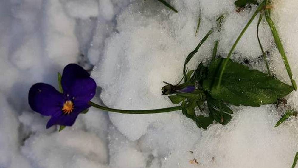 Жительница Брянска обнаружила возле дома пробившиеся сквозь снег анютины глазки