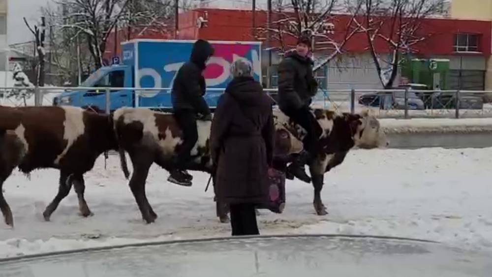В связи со снегопадами жители Брянска в качестве нового вида транспорта оседлали быков
