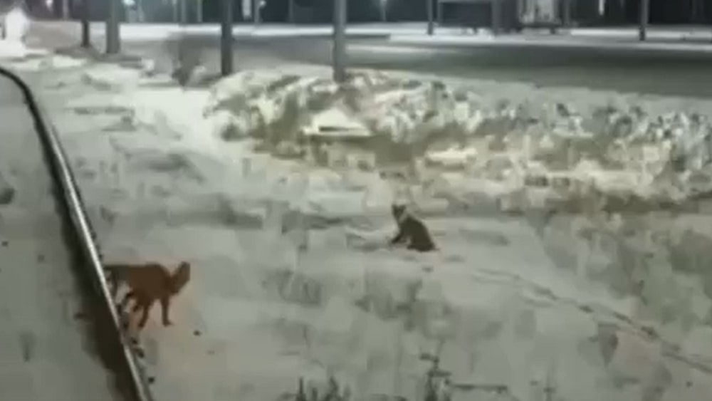 В Брянской области из-за охоты лис на мышей на рельсах пришлось остановить поезд